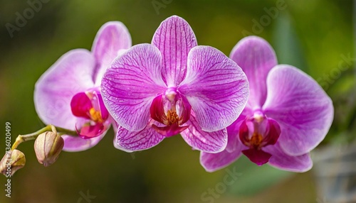 purple phalaenopsis orchid flower in full bloom isolated from background macro background for various graphic design png file