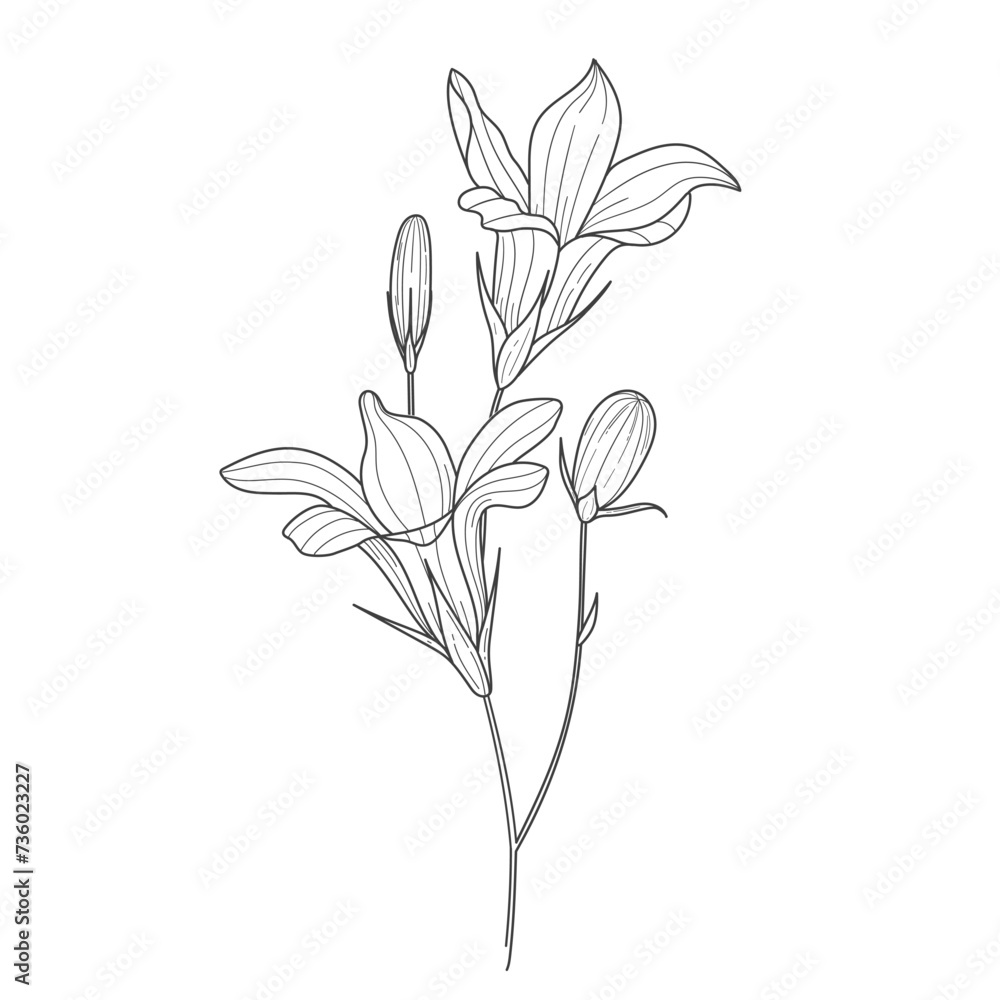sketch of blue bell flower, floral element for design in linear style sketch of blue bell flower, floral element for design in linear style