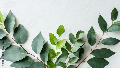 watercolor green leaves frame herbal eucalyptus border green leaves and branches on white background simple minimalistic design for card invitation poster save the date wedding or greeting photo