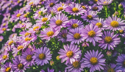 purple flowers background © Deanne