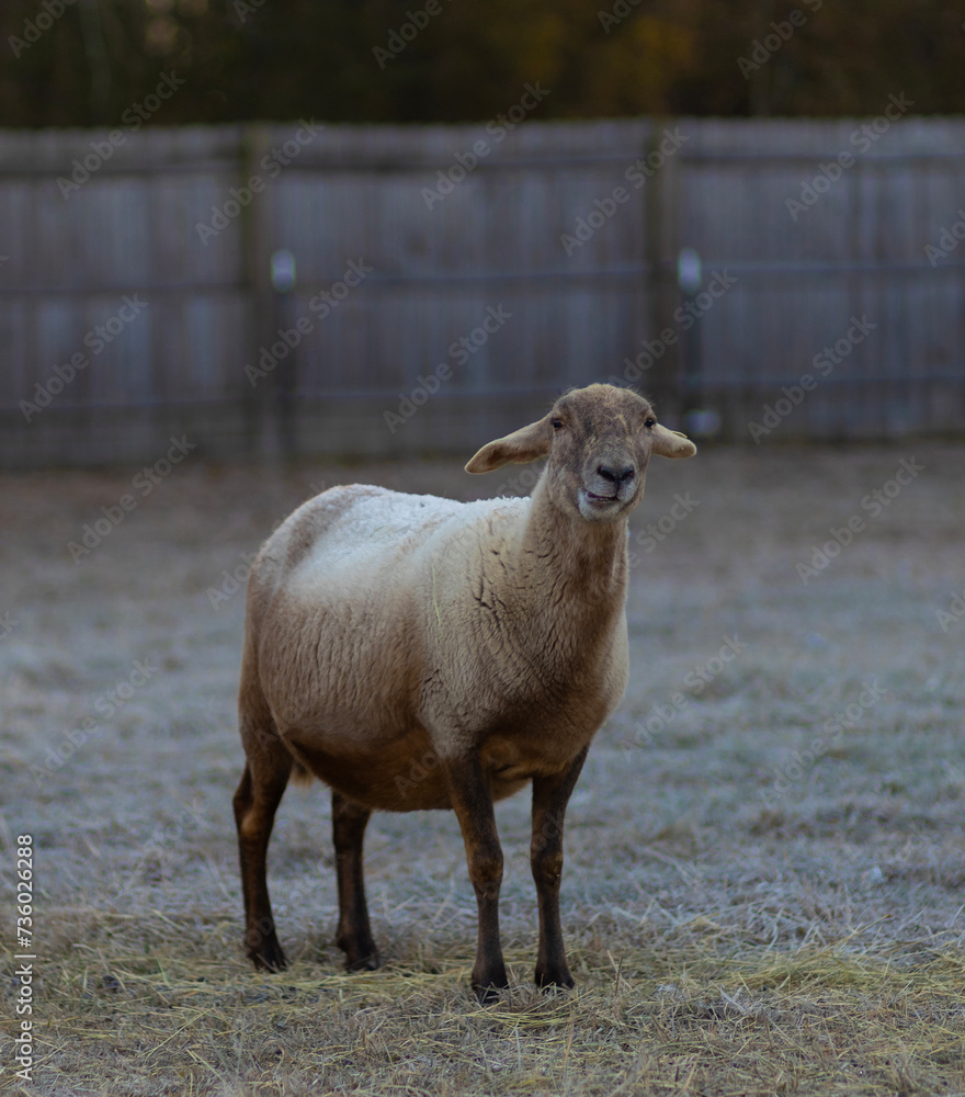 Brown Katahdin sheep with frost on its back Brown Katahdin sheep with frost on its back