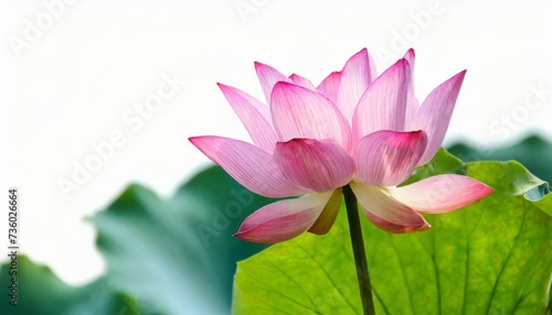 lotus flower