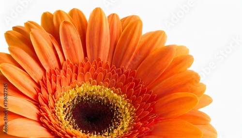 perfect orange gerbera flower isolated on white