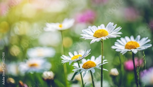 selective and soft focus on daisy flowers beautiful nature in meadow