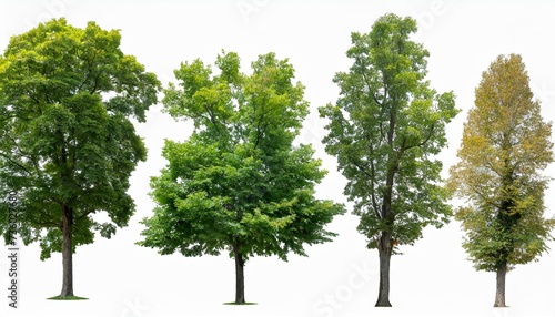 set of 5 big medium and small trees sycamore platanus trees isolated png on a transparent background perfectly cutout photo