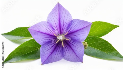 purple flower and leaves of a balloon flower or bellflower platycodon grandiflorus isolated