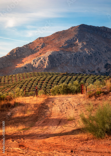 Traditional olive tree orchard from Andalusia 