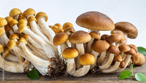 many various groups of honey fungus mushrooms at various angles on white background