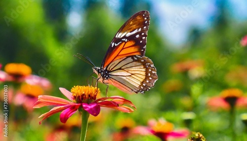 butterfly on flower hd 8k wallpaper stock photographic image © Francesco