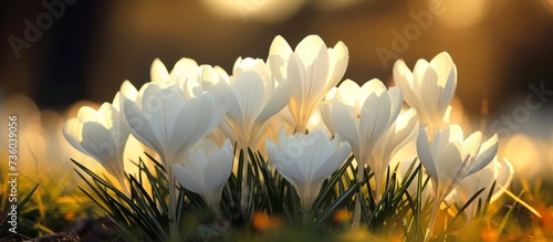 Beautiful white crocus flowers blooming in the warm sun on a spring morning