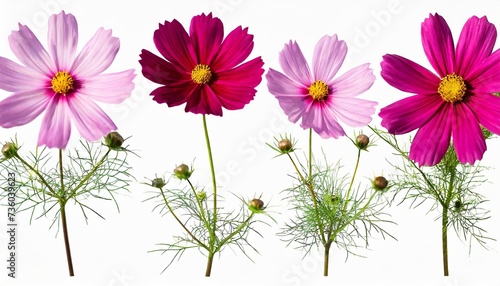 botanical collection four pink cosmos bipinnatus flowers isolated on a white background elements for creating designs cards patterns floral arrangements frames wedding cards and invitations photo