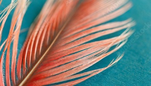 abstract background macro feather coral color on a blue background selective focus