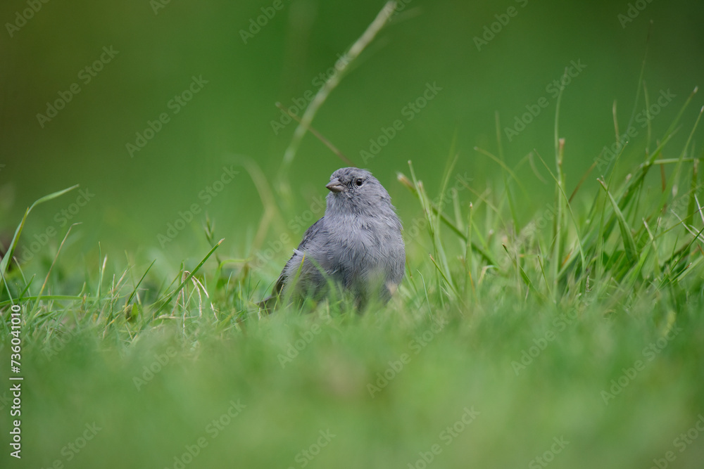 Obraz premium Plumbeous Sierra Finch, Quebrada del Condorito National Park,Cordoba province, Argentina