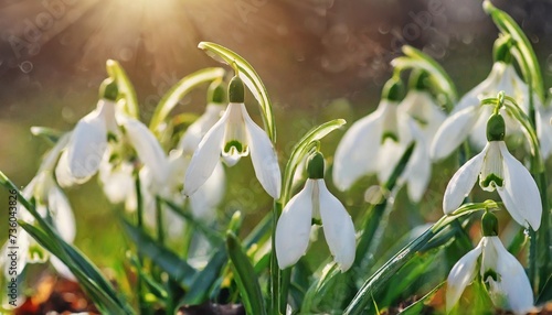 spring flowers the first flowering white plants in spring natural colorful background galanthus nivalis
