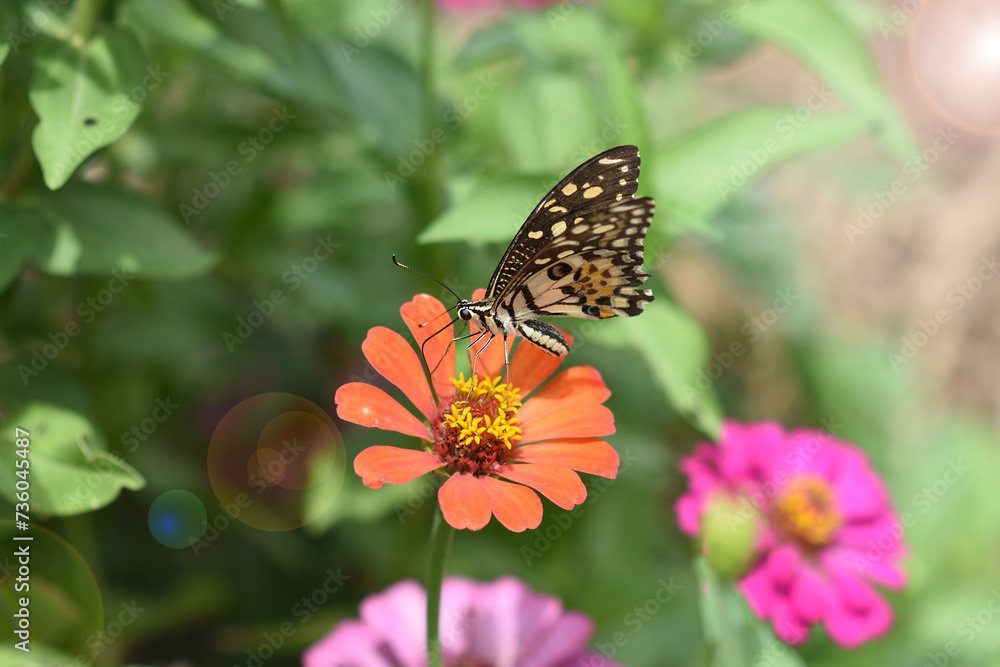Obraz premium A colorful butterfly rests gracefully on a vibrant flower in a lush garden, showcasing the beauty of nature in the summer