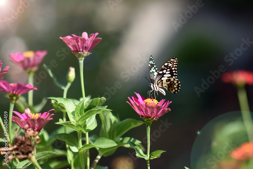 A colorful butterfly rests gracefully on a vibrant flower in a lush garden, showcasing the beauty of nature in the summer photo