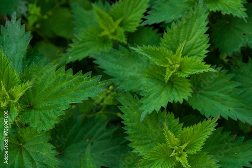 Urtice Medicinal green leaves full screen background with details also Known as Nettles or Stinging Nettles.