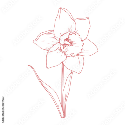 Daffodil flower of Wales vintage vector, national flower