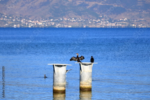 cormorant birds an gulls at the Ohrid lake in Albania photo