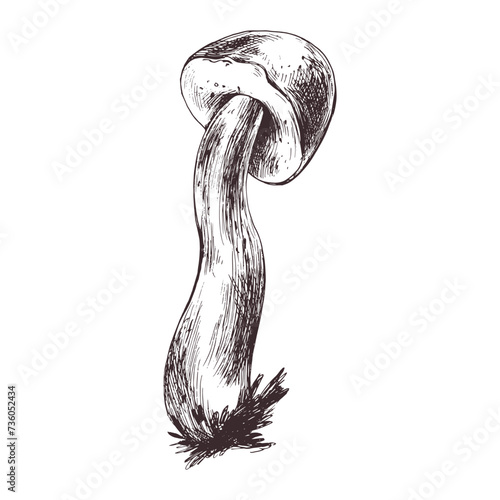 Forest edible mushroom boletus with moss on a stem. Graphic botanical illustration hand drawn in brown ink. For recipes, packaging, autumn festival, harvest. Isolated object