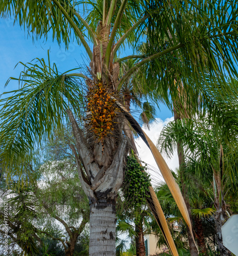 Mauritia flexuosa, known as the moriche palm carrying fruit in the Algarve region of Portugal photo