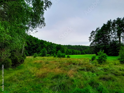 Forest meadow in Bory Tucholskie