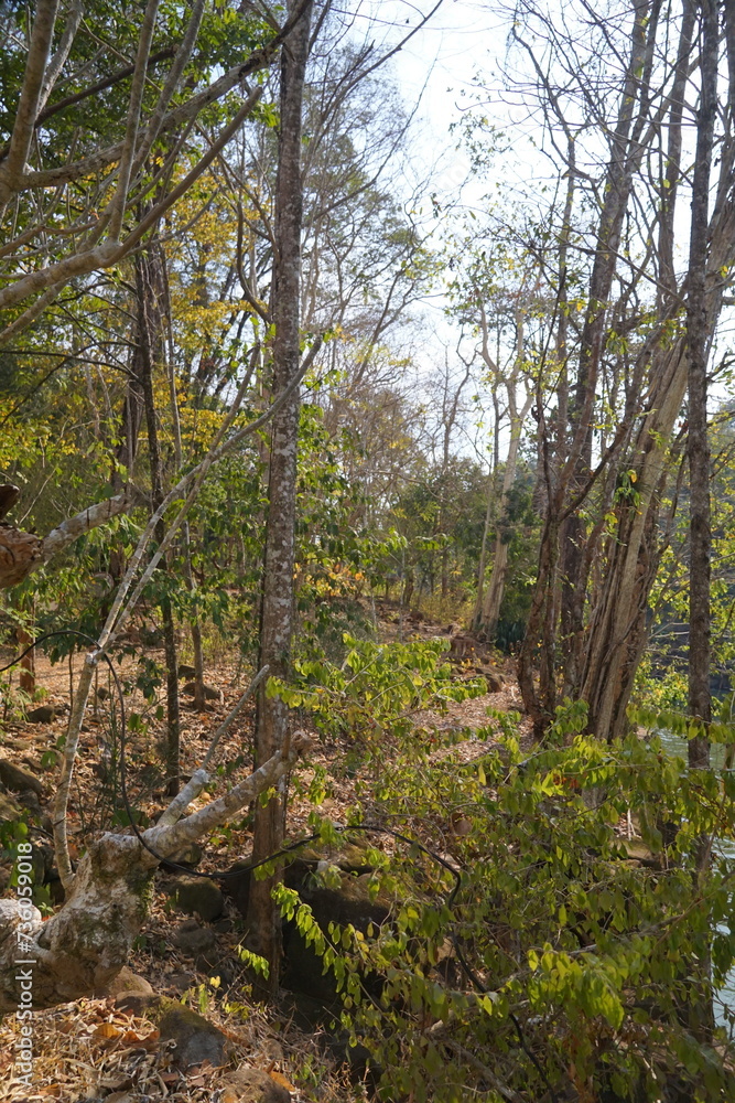 An abandoned village in the forest that looks eerie. An abandoned village in the forest that looks eerie.