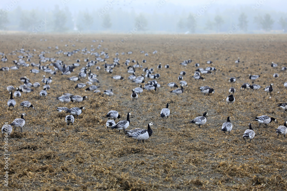 Migrating Barnacle Geese, Branta Leucopsis in Field on a Foggy Morning of Autumn. Shallow Depth of Field. Migrating Barnacle Geese, Branta Leucopsis in Field on a Foggy Morning of Autumn. Shallow Depth of Field.