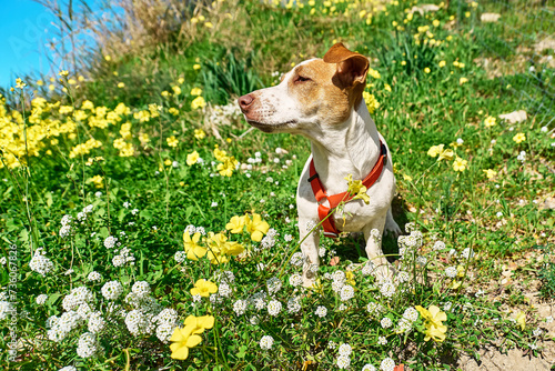 Portrait of Jack russell terrier sniffing air in spring meadow with white and yellow flowers. Allergy concept. Сaring for animals against parasites in warm season.
