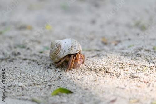 Hermit crab on the sand beach. Selective focus. Close up.