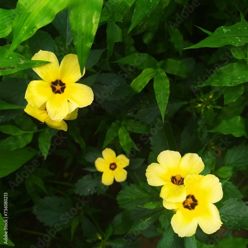 Many yellow flowers grew in the flowerbed of my new place photo