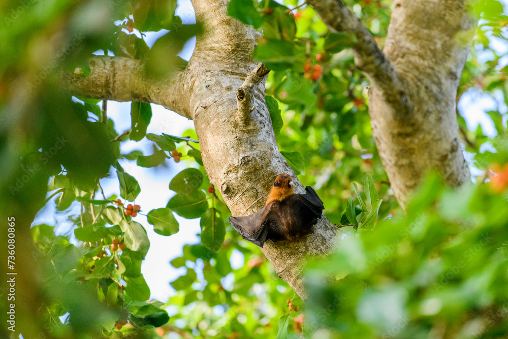 Flying Fox on Maldives island. Fruit bat flying. Gray-headed Flying Fox (Pteropus poliocephalus). Flying Fox on Maldives island. Fruit bat flying. Gray-headed Flying Fox (Pteropus poliocephalus).