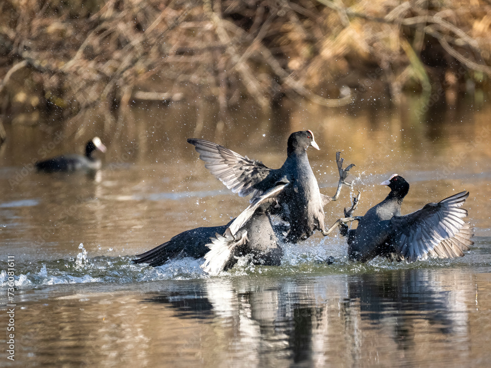 Fototapeta premium Blässhuhn (Fulica atra)