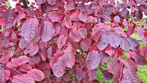 Dark red leaves on bushes intertwined on fence in rustic garden