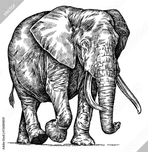 Vintage engraving isolated elephant set illustration ink sketch. African bishop background animal silhouette art. Black and white hand drawn vector image