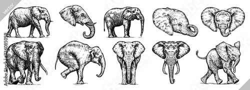 Vintage engraving isolated elephant set illustration ink sketch. African bishop background animal silhouette art. Black and white hand drawn vector image photo