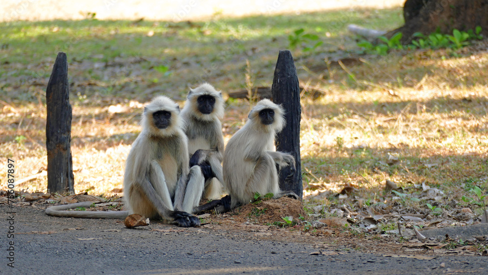 Obraz premium 3 Langurs looking in the same direction