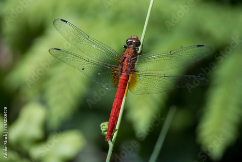 Orthetrum chrysis is a species of dragonfly belonging to the family Libellulidae. photo