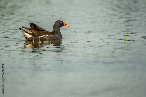 Eurasian Moorhen in Chilika Lake , Manglajodi. Orissa, India, photo