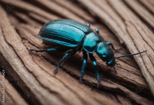 Close-up of a shiny blue beetle on a wooden surface in a forest with a blurred background