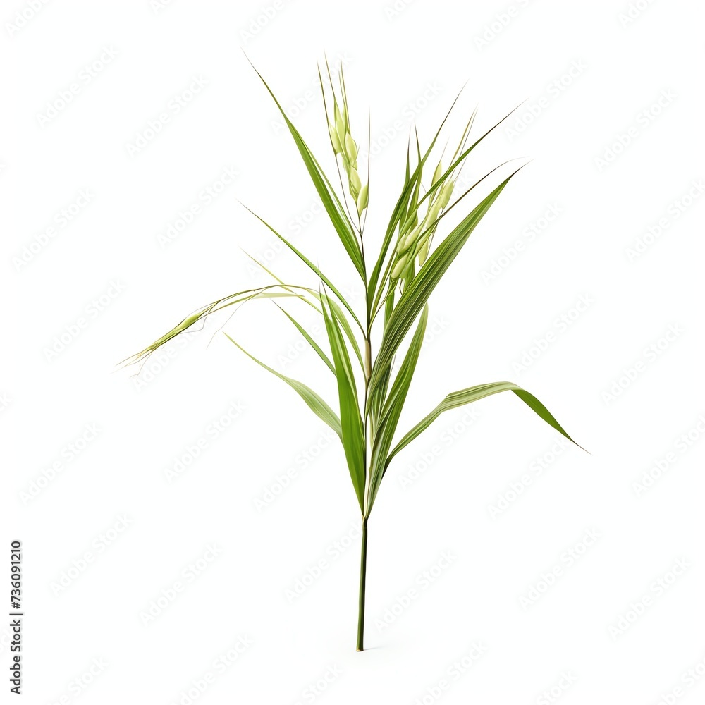 a oryza sativa, studio light , isolated on white background, clipping path, full depth of field a oryza sativa, studio light , isolated on white background, clipping path, full depth of field