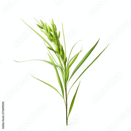 a oryza sativa, studio light , isolated on white background, clipping path, full depth of field photo