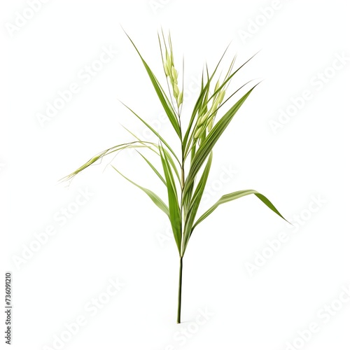 a oryza sativa  studio light   isolated on white background  clipping path  full depth of field
