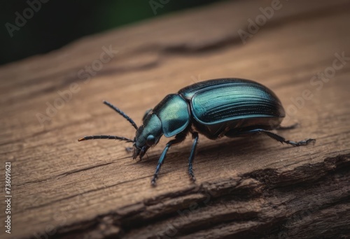Close-up of a shiny blue beetle on a wooden surface in a forest with a blurred background © Алексей Ковалев