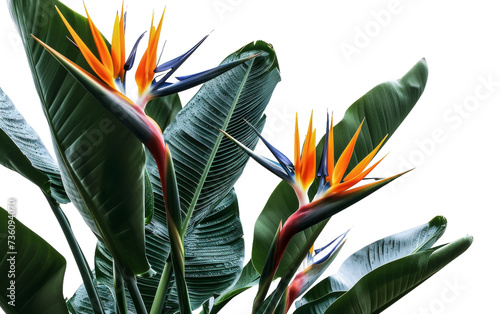 Vibrant Bird of Paradise Plant on transparent background
