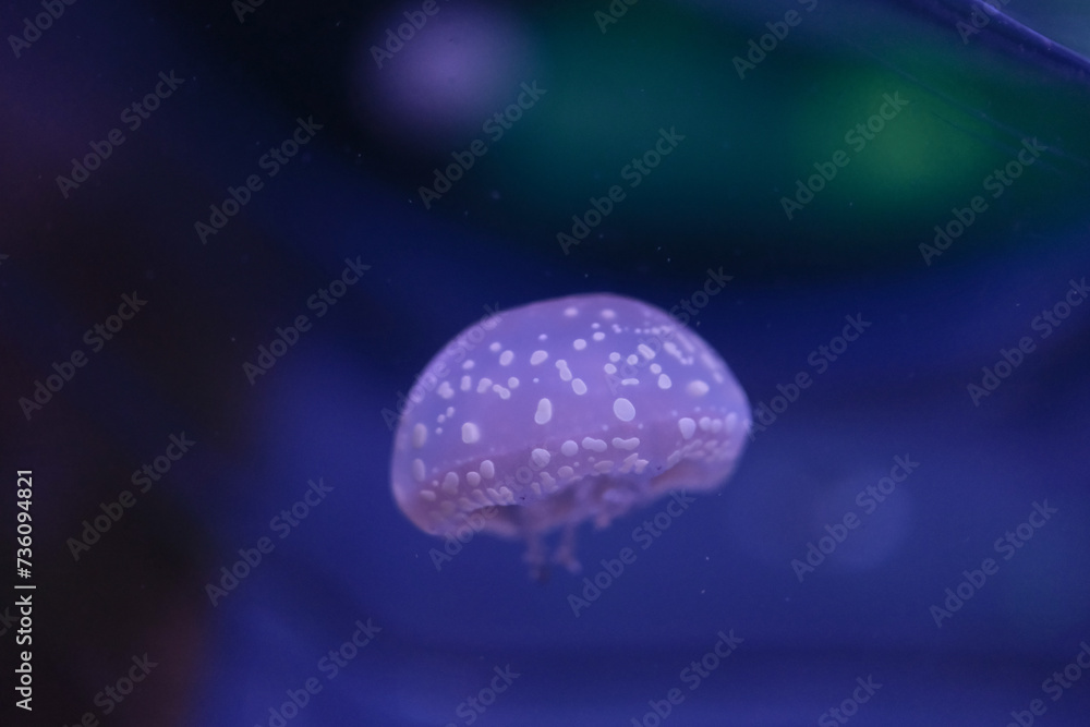 タコクラゲ タコクラゲ