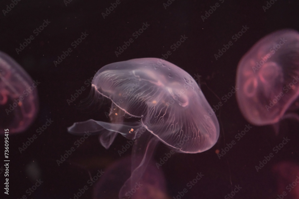 Naklejka premium ミズクラゲ
