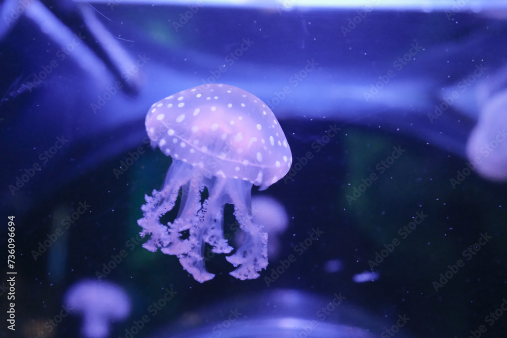 Naklejka premium タコクラゲ