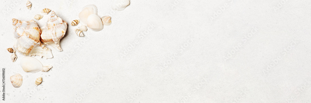Banner with various seashells on white background Banner with various seashells on white background
