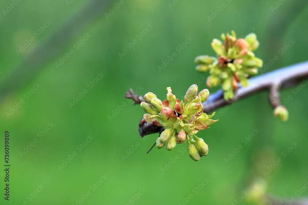 The branch of a blossoming tree. Cherry tree in white flowers in Germany The branch of a blossoming tree. Cherry tree in white flowers in Germany